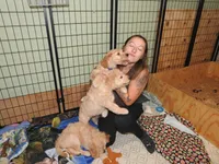 Purple Sas, a female Goldendoodle for sale in Zimmerman, MN – 3 of 9