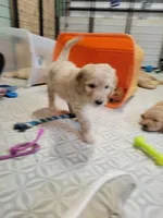 Cream Girl, a female Goldendoodle for sale in Zimmerman, MN – 3 of 3