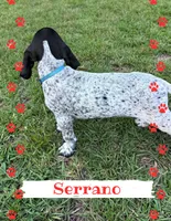 Serrano, a male German Shorthaired Pointer for sale in Statesboro, GA – 2 of 4