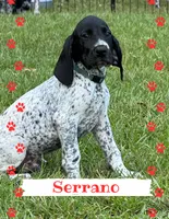 Serrano, a male German Shorthaired Pointer for sale in Statesboro, GA – 3 of 4