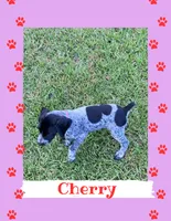 Cherry, a female German Shorthaired Pointer for sale in Statesboro, GA – 3 of 4
