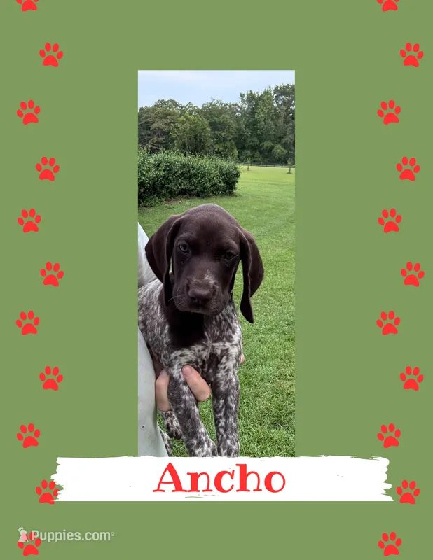 Ancho – German Shorthaired Pointer puppy for sale in Statesboro, GA