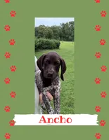 Ancho, a male German Shorthaired Pointer for sale in Statesboro, GA – 1 of 3