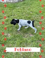 Poblano, a male German Shorthaired Pointer for sale in Statesboro, GA – 2 of 3