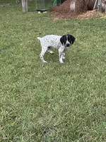 Jalepeno , a male German Shorthaired Pointer for sale in Statesboro, GA – 2 of 2