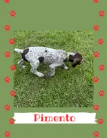 Pimento, a male German Shorthaired Pointer for sale in Statesboro, GA – 3 of 3