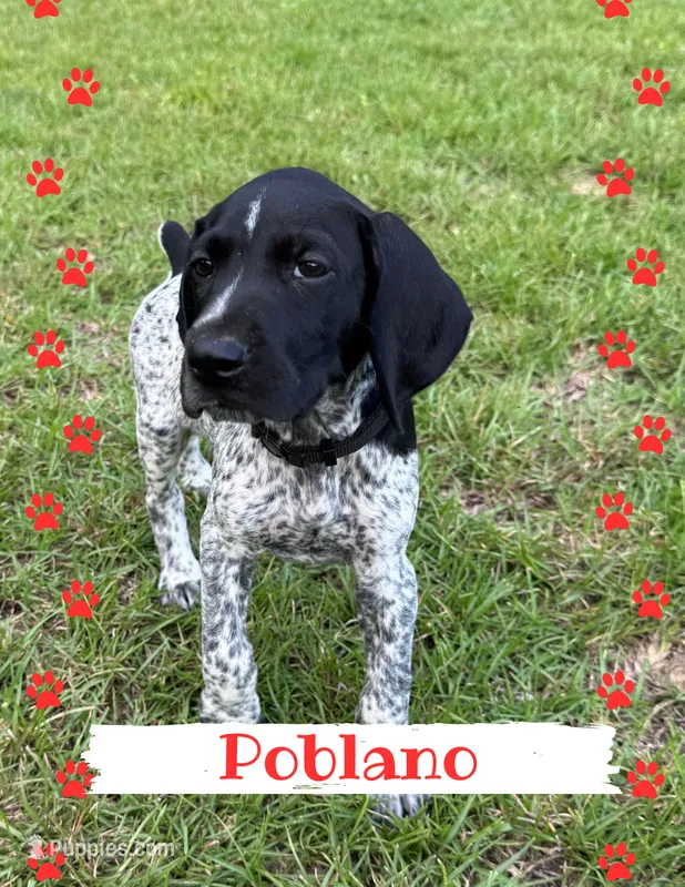 Poblano – German Shorthaired Pointer puppy for sale in Statesboro, GA