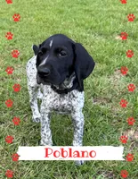 Poblano, a male German Shorthaired Pointer for sale in Statesboro, GA – 1 of 3