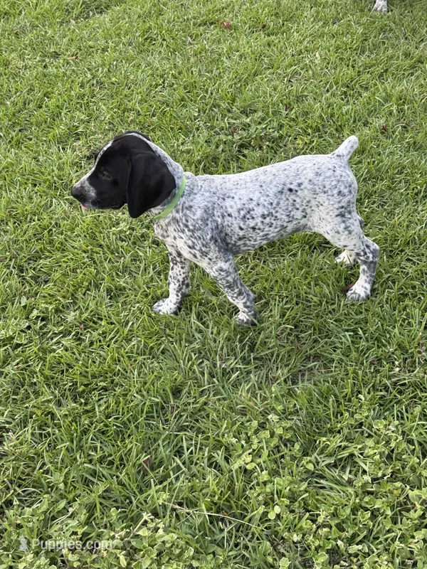 Jalepeno  – German Shorthaired Pointer puppy for sale in Statesboro, GA