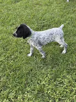 Jalepeno , a male German Shorthaired Pointer for sale in Statesboro, GA – 1 of 2