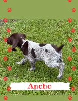 Ancho, a male German Shorthaired Pointer for sale in Statesboro, GA – 2 of 3