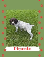 Pimento, a male German Shorthaired Pointer for sale in Statesboro, GA – 2 of 3
