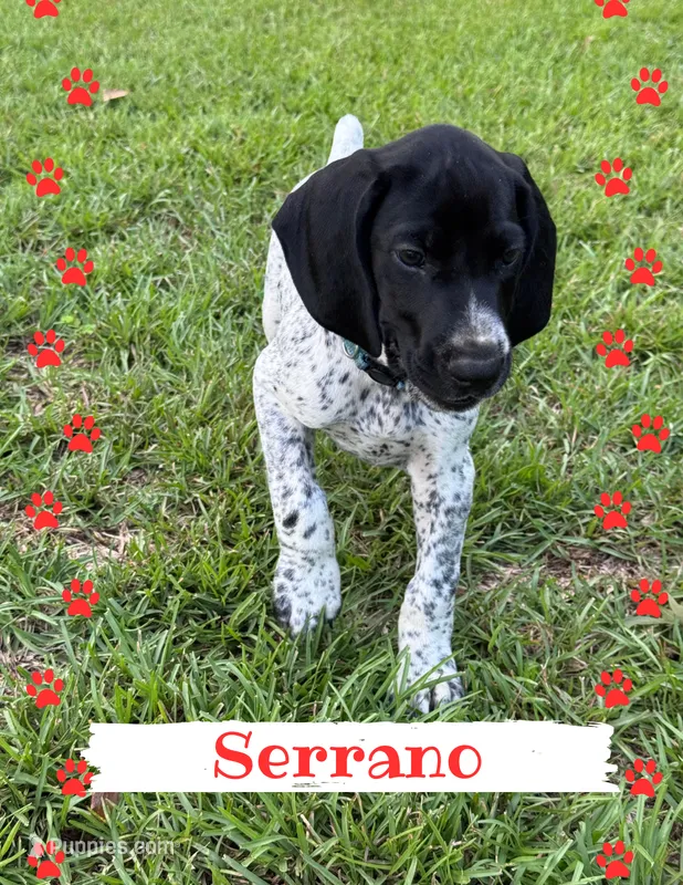 Serrano – German Shorthaired Pointer puppy for sale in Statesboro, GA