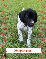 Serrano, a male German Shorthaired Pointer for sale in Statesboro, GA – 1 of 4