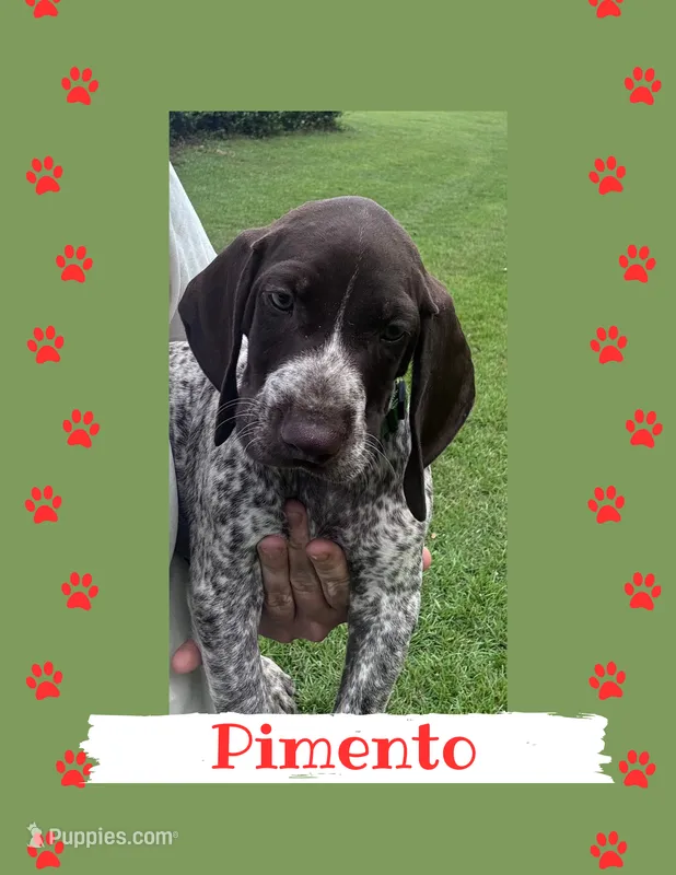 Pimento – German Shorthaired Pointer puppy for sale in Statesboro, GA