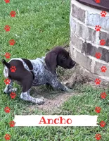 Ancho, a male German Shorthaired Pointer for sale in Statesboro, GA – 3 of 3