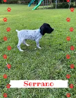 Serrano, a male German Shorthaired Pointer for sale in Statesboro, GA – 4 of 4