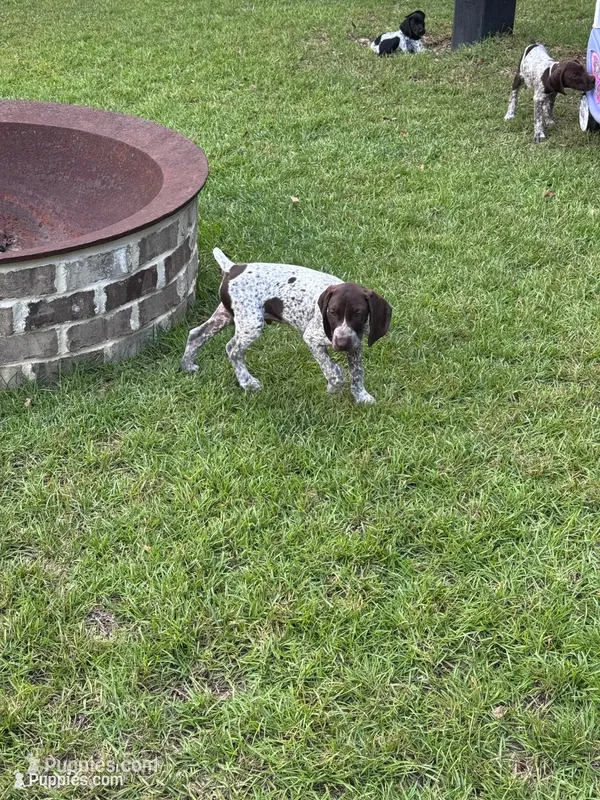 Pimento – German Shorthaired Pointer puppy for sale in Statesboro, GA