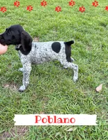 Poblano, a male German Shorthaired Pointer for sale in Statesboro, GA – 3 of 3