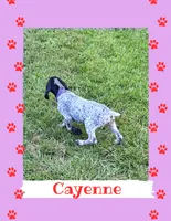 Cayenne, a female German Shorthaired Pointer for sale in Statesboro, GA – 2 of 2