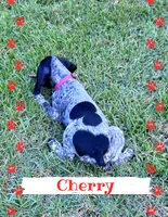 Cherry, a female German Shorthaired Pointer for sale in Statesboro, GA – 2 of 4
