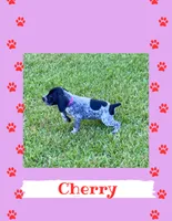 Cherry, a female German Shorthaired Pointer for sale in Statesboro, GA – 4 of 4