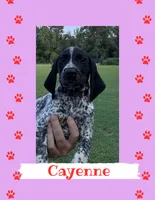 Cayenne, a female German Shorthaired Pointer for sale in Statesboro, GA – 1 of 2