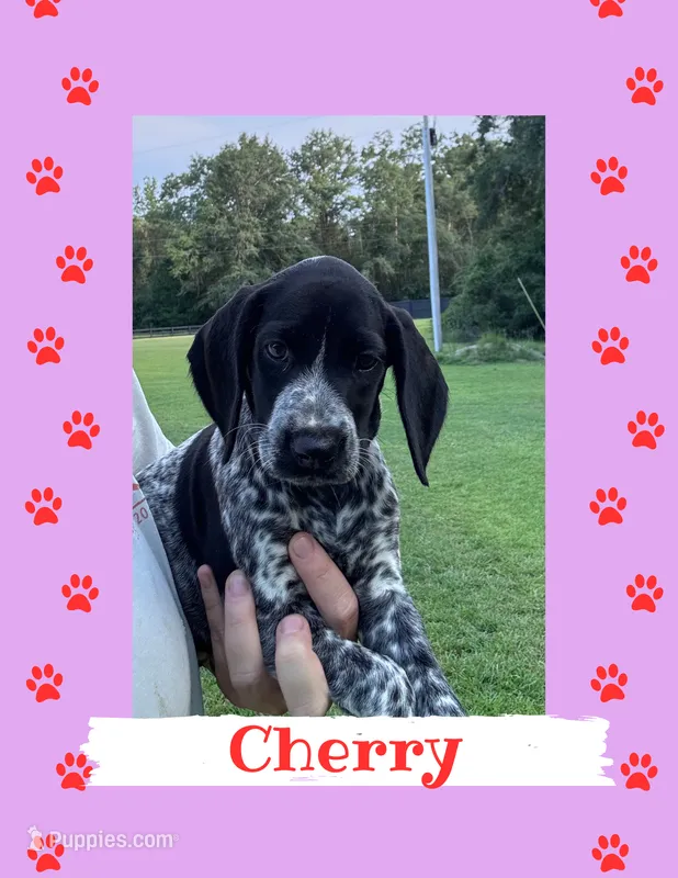 Cherry – German Shorthaired Pointer puppy for sale in Statesboro, GA