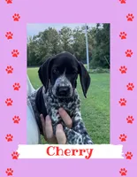 Cherry, a female German Shorthaired Pointer for sale in Statesboro, GA – 1 of 4
