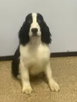 processed/3cf912fb-2696-4ba6-b675-74ebe2ab5065/listing/1a2920ef-64c9-4aaa-8a54-b2f8d1e3abcf/9d227633-483e-4846-bc45-338e272c15e1