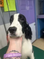 processed/3cf912fb-2696-4ba6-b675-74ebe2ab5065/listing/1a2920ef-64c9-4aaa-8a54-b2f8d1e3abcf/c3fc9dce-484d-4587-930e-17cba2101e28