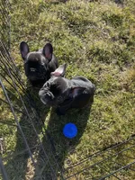 TJ, a male French Bulldog for sale in Central Point, OR – Photo 9 of 9