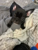 TJ, a male French Bulldog for sale in Central Point, OR – Photo 4 of 9