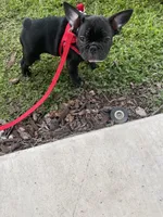 TJ, a male French Bulldog for sale in Central Point, OR – Photo 6 of 9