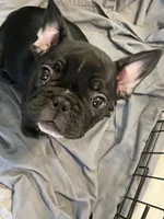 TJ, a male French Bulldog for sale in Central Point, OR – Photo 8 of 9