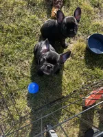 TJ, a male French Bulldog for sale in Central Point, OR – Photo 7 of 9