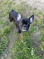 TJ, a male French Bulldog for sale in Central Point, OR – Photo 2 of 9