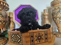 Danny boy, a male Miniature Goldendoodle for sale in Frankford, DE – Photo 3 of 5