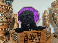 Danny boy, a male Miniature Goldendoodle for sale in Frankford, DE – Photo 1 of 5