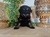 Devora , a female Miniature Goldendoodle for sale in Frankford, DE – Photo 7 of 8