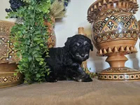 Devora , a female Miniature Goldendoodle for sale in Frankford, DE – Photo 4 of 8