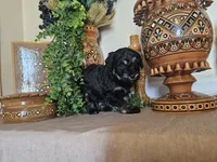 Devora , a female Miniature Goldendoodle for sale in Frankford, DE – Photo 8 of 8