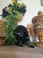 Devora , a female Miniature Goldendoodle for sale in Frankford, DE – Photo 5 of 8