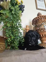 Sweet Pea, a female Miniature Goldendoodle for sale in Frankford, DE – Photo 2 of 6