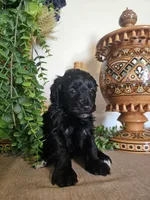 Sweet Pea, a female Miniature Goldendoodle for sale in Frankford, DE – Photo 6 of 6