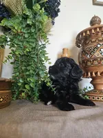 Sweet Pea, a female Miniature Goldendoodle for sale in Frankford, DE – Photo 4 of 6