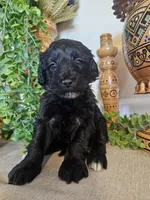 Sweet Pea, a female Miniature Goldendoodle for sale in Frankford, DE – Photo 1 of 6