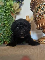 Safie, a female Miniature Goldendoodle for sale in Frankford, DE – Photo 1 of 9