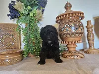 Safie, a female Miniature Goldendoodle for sale in Frankford, DE – Photo 9 of 9