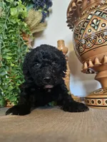 Safie, a female Miniature Goldendoodle for sale in Frankford, DE – Photo 2 of 9